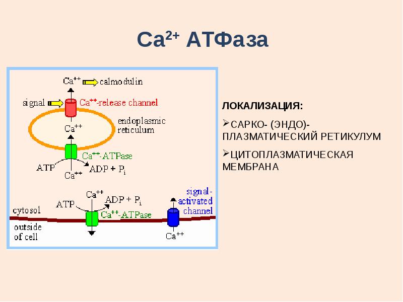 Атфаза. Са АТФАЗА. ABC АТФАЗА. АТФАЗА П типа.