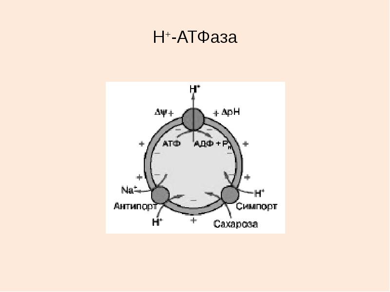 Атфаза. Na k АТФАЗА структура. H АТФАЗА. Схема работы н+-АТФАЗЫ.