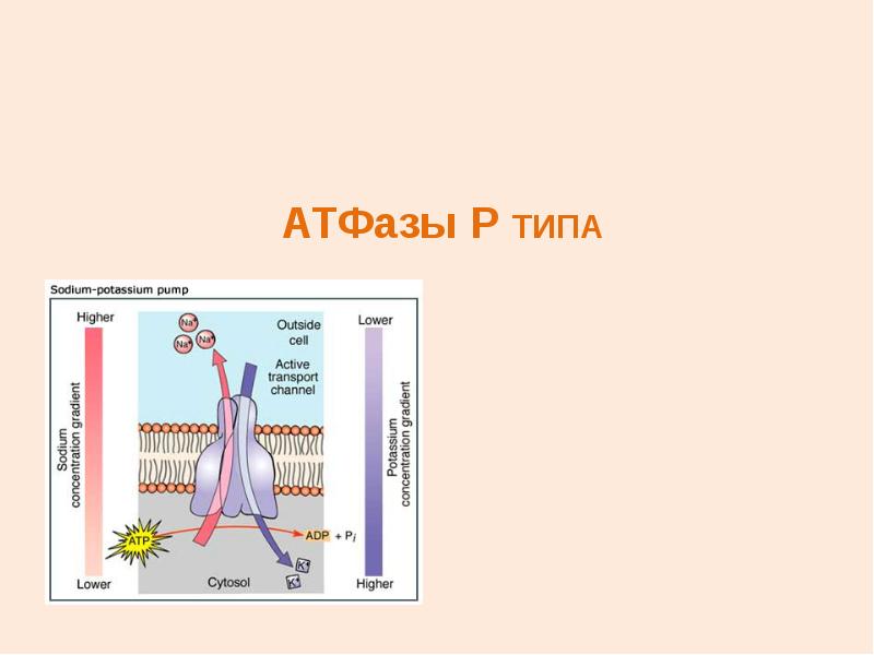 Атфаза. АТФАЗЫ типы. АТФАЗА Р типа. Строение АТФАЗЫ F типа. H+-АТФАЗЫ V-типа.