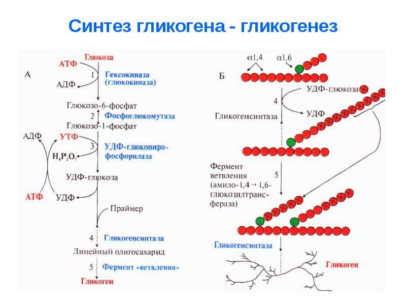 Синтез гаг схема