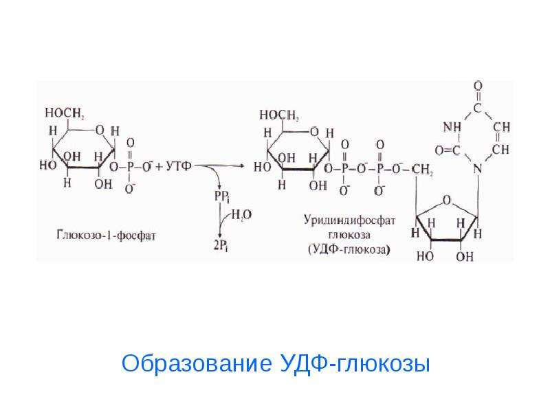 Образование глюкозы обмен. Образование УДФ Глюкозы из глюкозо 1 фосфата. Реакция образования УДФ Глюкозы из глюкозо 1 фосфат. Глюкозо 1 фосфат + УДФ. УДФ Глюкоза формула.