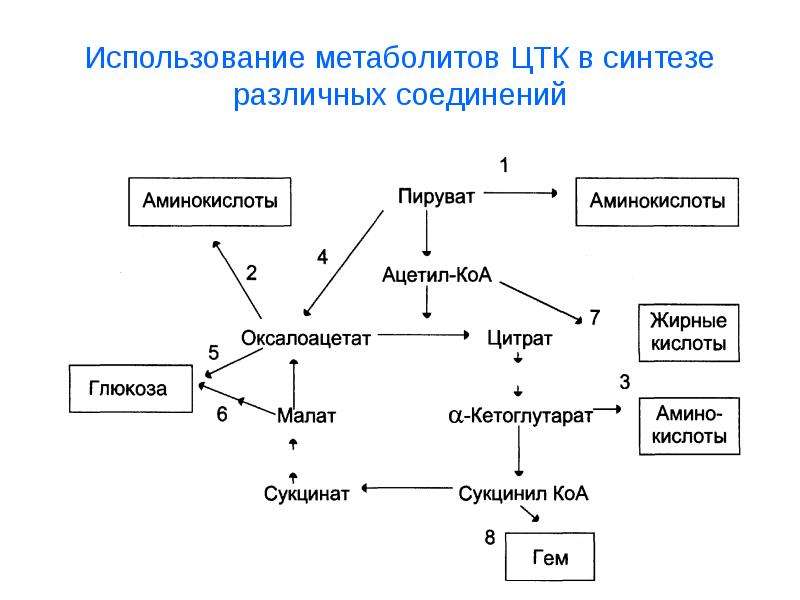 Взаимосвязь обмена липидов и углеводов схема превращения глюкозы в жиры