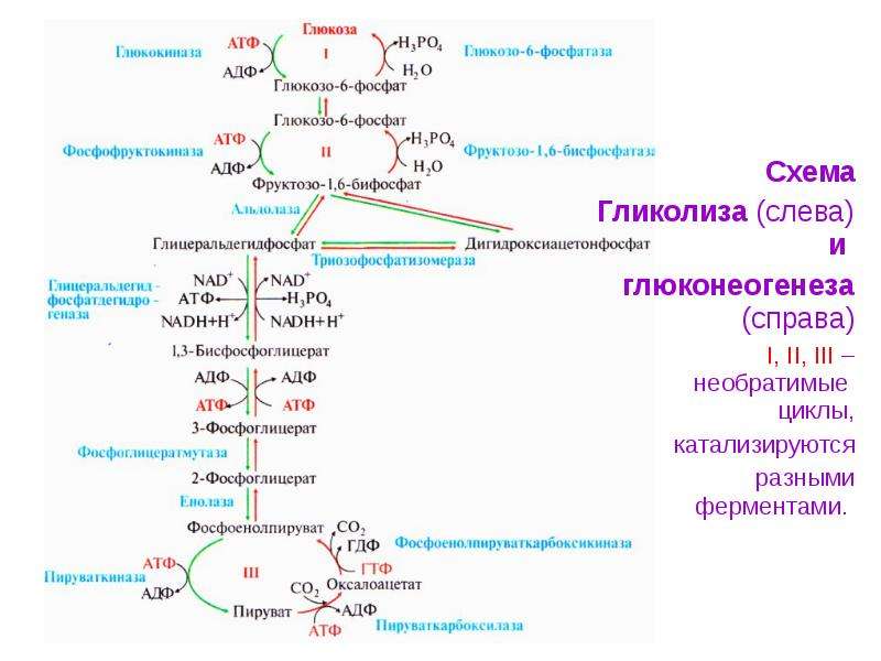 Гликолиз схема процесса ферменты и их локализация