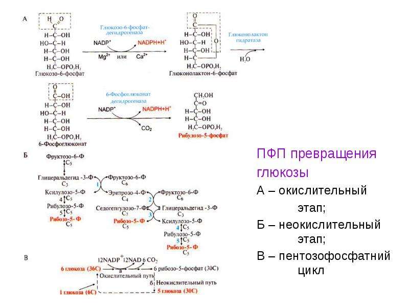 Пфп схема биохимия