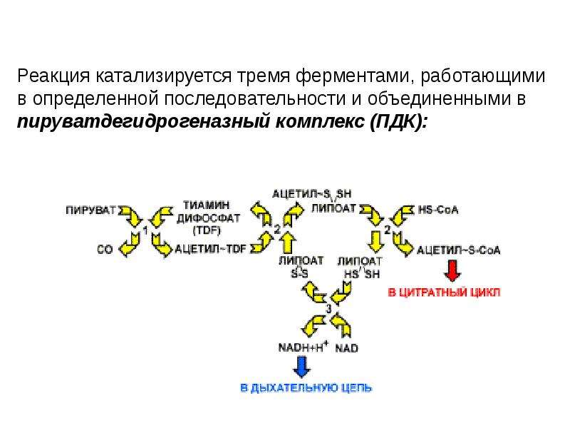 Реакции обмена углеводов. Мультиферментные комплексы пируватдегидрогеназный комплекс. ПДК пируватдегидрогеназный комплекс. Пируватдегидрогеназный комплекс реакции. Мультиферментные комплексы биохимия.