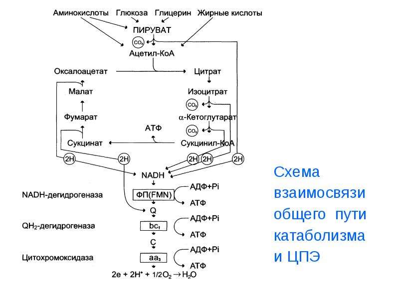 Схема общий путь катаболизма