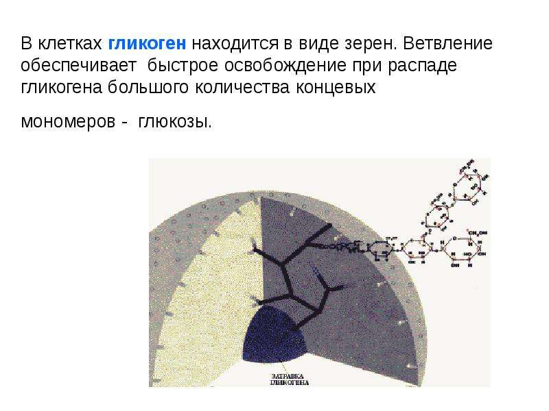 Ветвление и ветвление гликогена схема