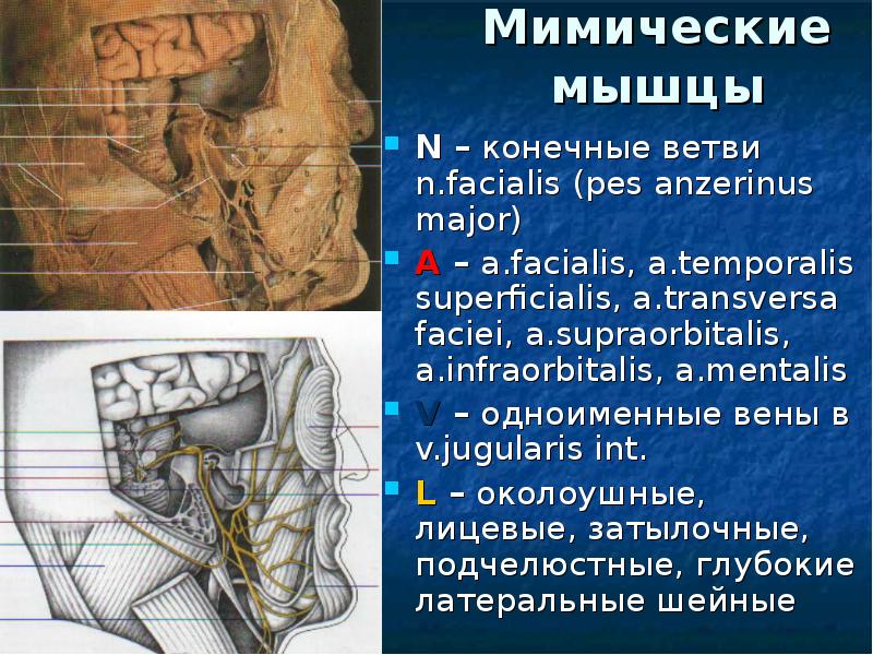 Презентация органы головы и шеи