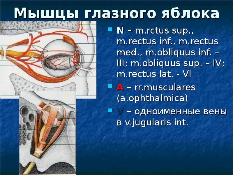 Презентация органы головы и шеи