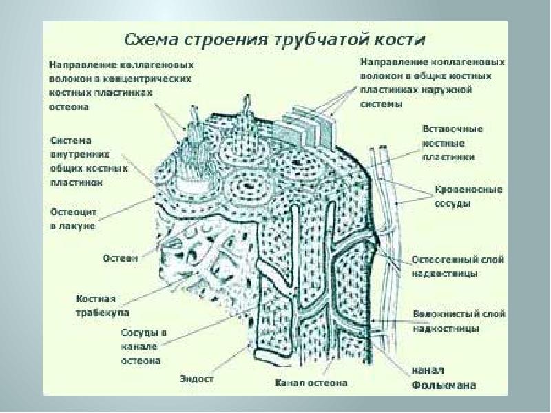 Строение трубчатой кости человека рисунок с подписями