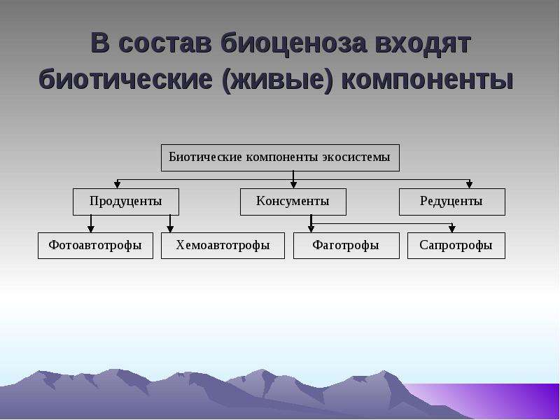 Состав и структура биоценоза презентация - 85 фото