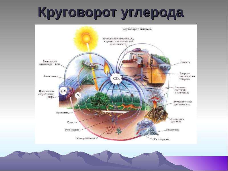 Круговорот углерода рисунок