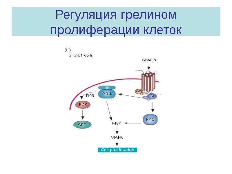 Регуляция клеток. Регуляция пролиферации. Регуляция пролиферации клеток. Механизм регуляции пролиферации клеток. Клетки, участвующие в пролиферации - это.