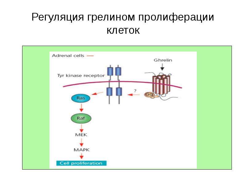 Регуляция клеток. Регуляция клеточной пролиферации. Рецепторы грелина. Регуляция грелина. Контроль и регуляция клеточной пролиферации..