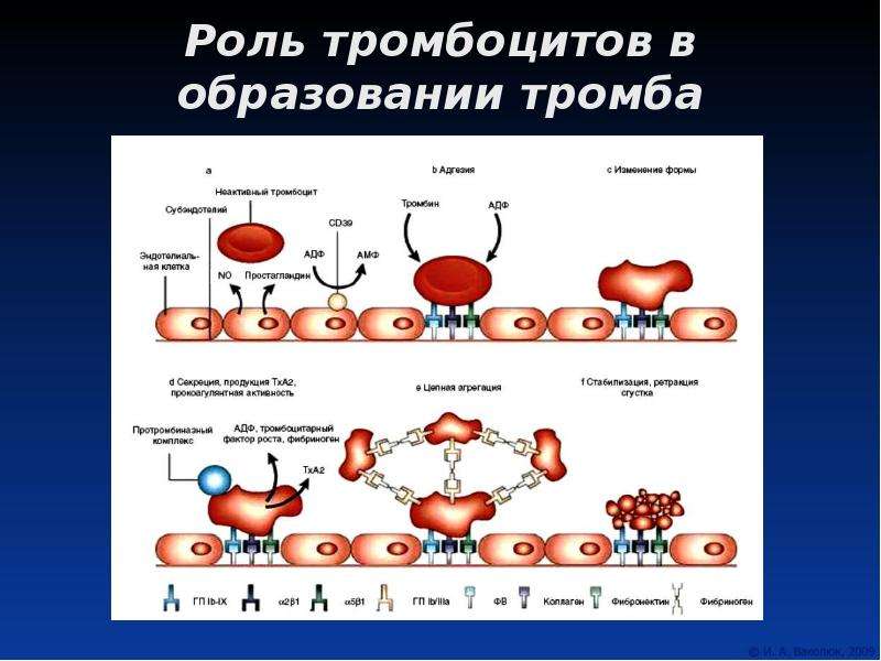 Тромбоциты и тромбы. Формирование тромбоцитов. Механизм образования тромбоцитов. Роль тромбоцитов в тромбообразовании. Тромбоциты строение и функции.