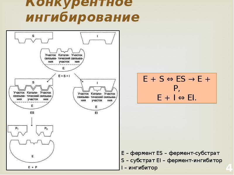 Конкурентное ингибирование ферментов