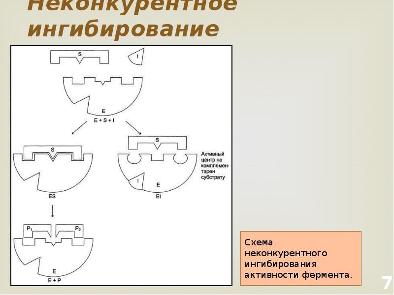 Неконкурентное ингибирование схема