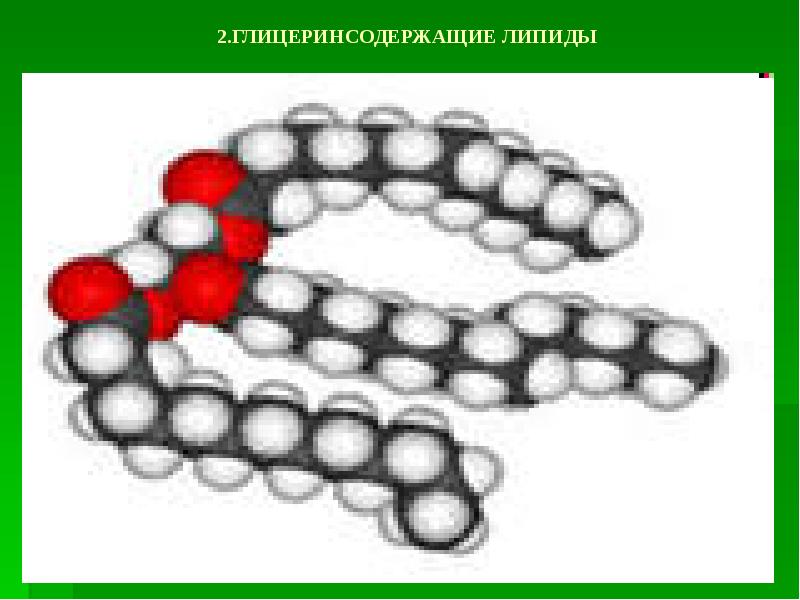 Липиды картинка для презентации