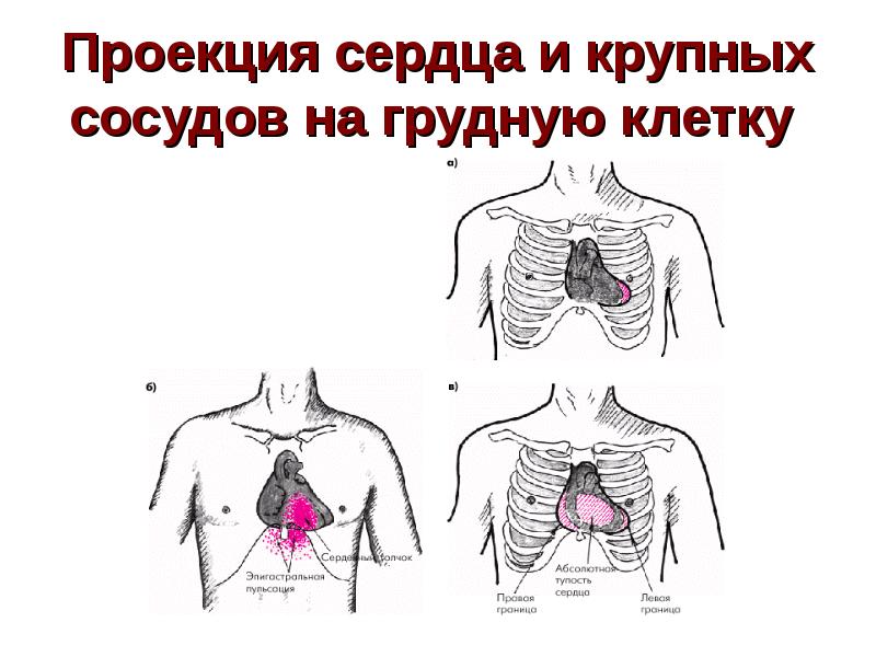 Проекция сердца на грудную. Проекция сердца на грудную клетку. Проекция сердца и крупных сосудов на грудную клетку. Проекция границ сердца на грудную клетку. Проекция крупных сосудов и отделов сердца на грудную стенку.