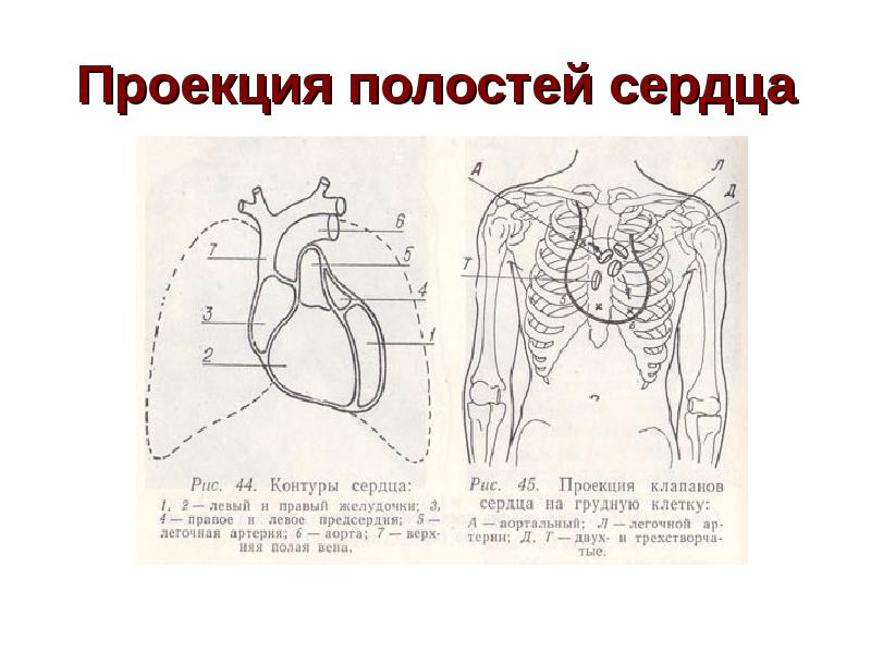 Проекция границ и клапанов сердца на грудную клетку схема