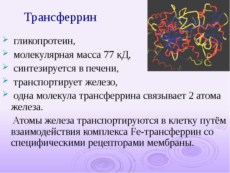 Масса молекул железа. Ферритин и трансферрин. Трансферрин 2. Трансферрин химическое строение. Трансферрин особенности строения.
