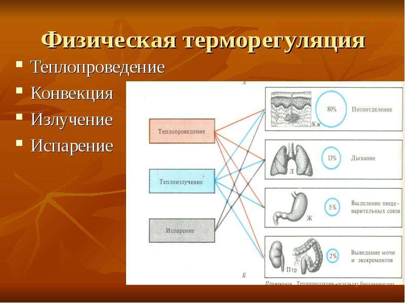 Терморегуляция физиология презентация