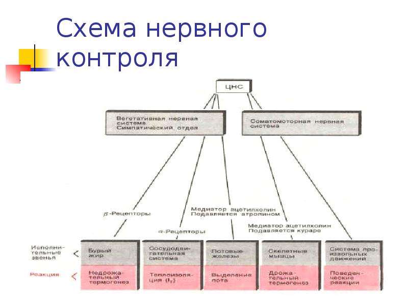 Закончите схему нервная система