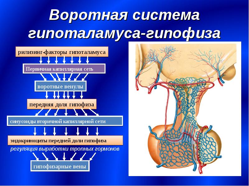 Гипофиз кровеносная система. Гипоталамус и гипоталамо-гипофизарная система. Кровоснабжение аденогипофиза гистология. Гипофизарная воротная Вена. Чудесная капиллярная сеть гипофиза.