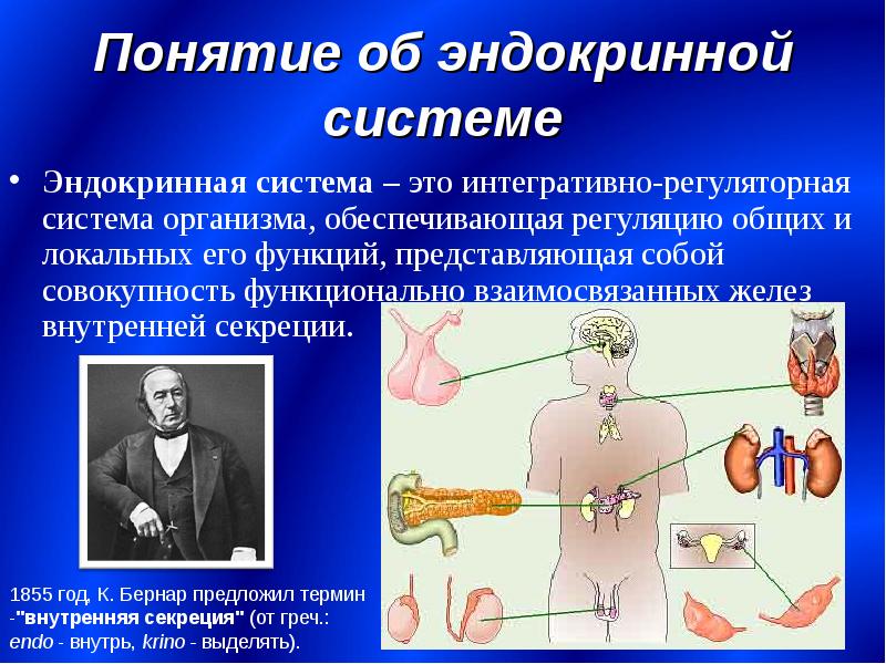 Внутренняя секреция презентация