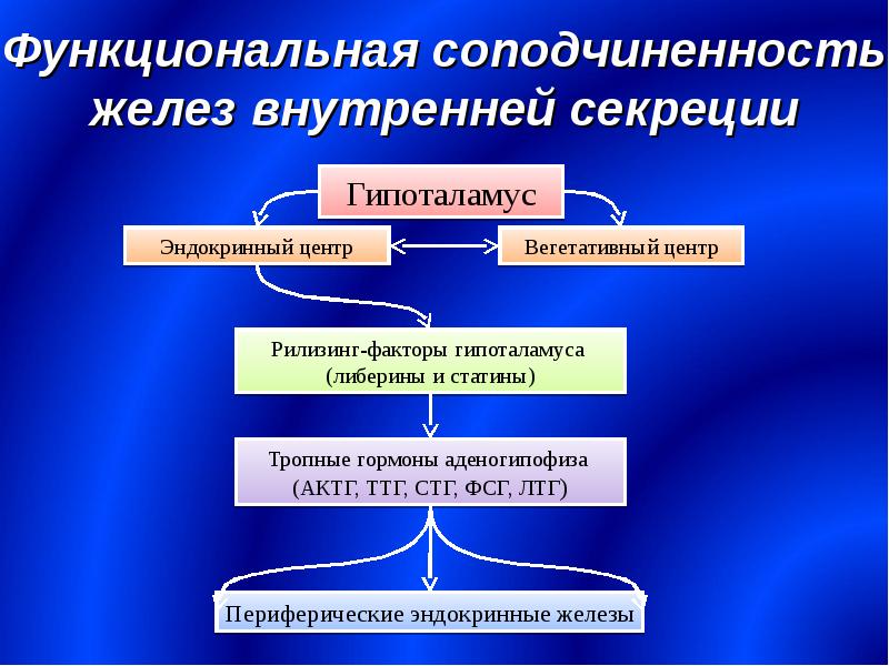 Анатомия желез внутренней секреции презентация