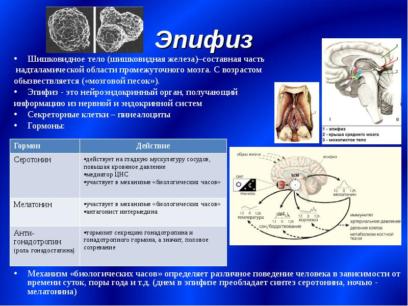 Шишковидная железа это. Эпифиз строение функции гормоны. Гормоны анатомия эпифиз. Эпифиз регулируемые процессы. Эпифиз железа внутренней секреции функции.