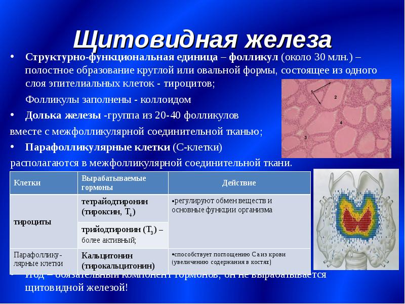 Анатомия желез внутренней секреции презентация