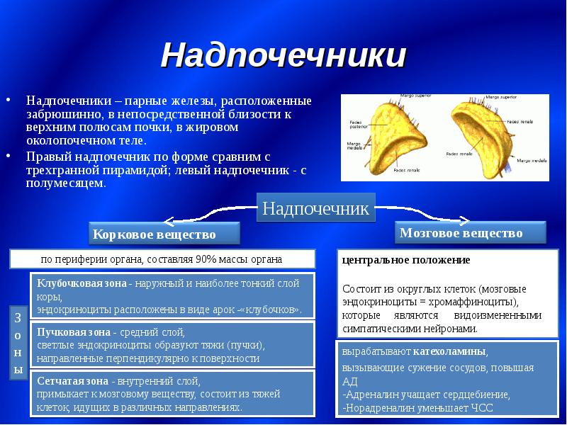 Схема расположения желез внутренней секреции