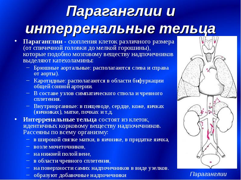 Анатомия желез внутренней секреции презентация