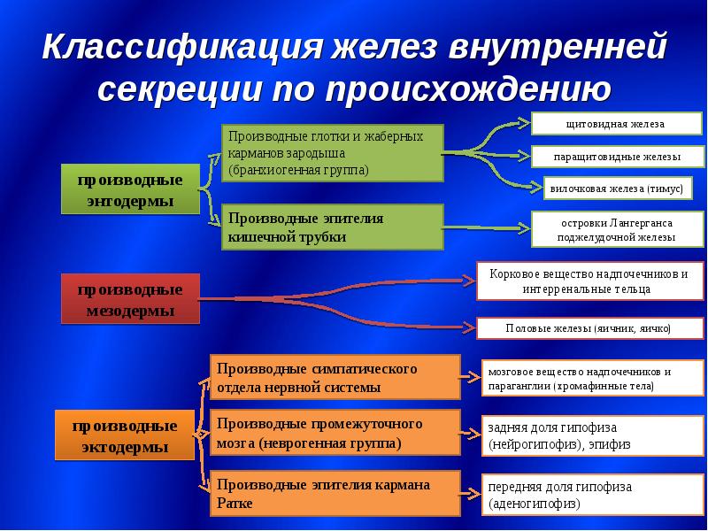 Анатомия желез внутренней секреции презентация