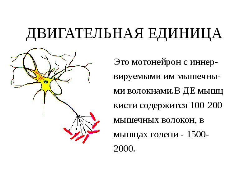 Схема двигательная единица