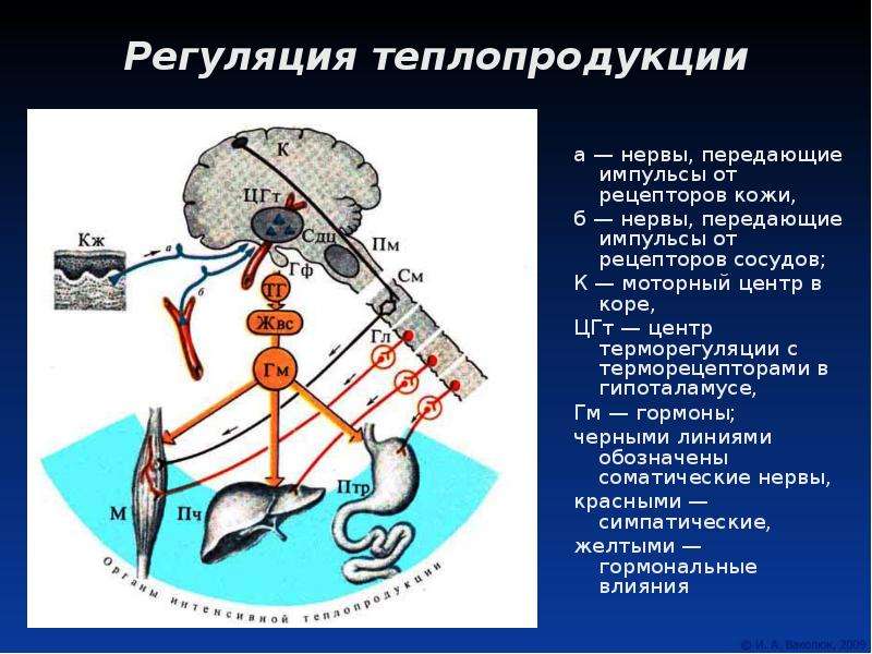 Где располагается высший центр терморегуляции. Гипоталамические центры терморегуляции. Центр теплопродукции гипоталамуса. Гипоталамус центр терморегуляции. Гипоталамус центры регуляции температуры.