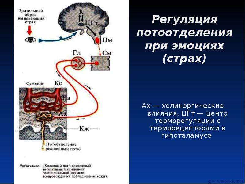 Где располагается высший центр терморегуляции. Гипоталамус терморегуляция физиология. Центр регуляции потоотделения. Гипоталамические центры терморегуляции. Потоотделение физиология.