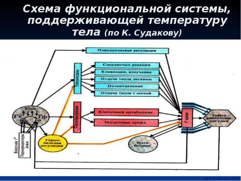 Схема фус физиология