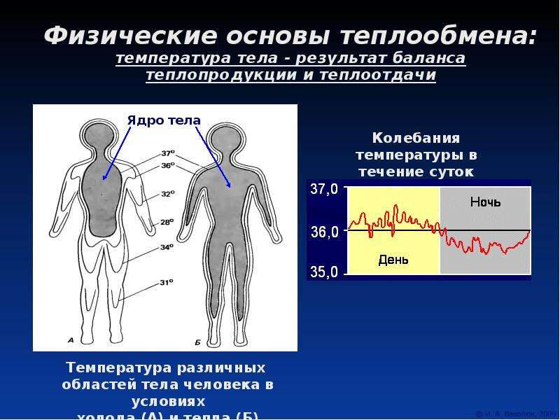 Температуры при теплообмене. Теплопродукция и теплоотдача. Температура тела. Регуляция температуры тела. Процессы теплопродукции и теплоотдачи.