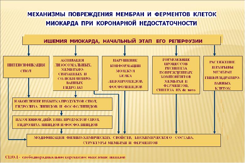 Коронарная недостаточность презентация