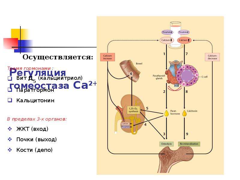 Механизм паратгормона