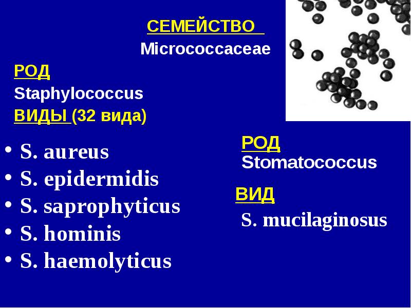 Стафилококк виды. Род стафилококков. Семейство Micrococcaceae. Стафилококки классификация.