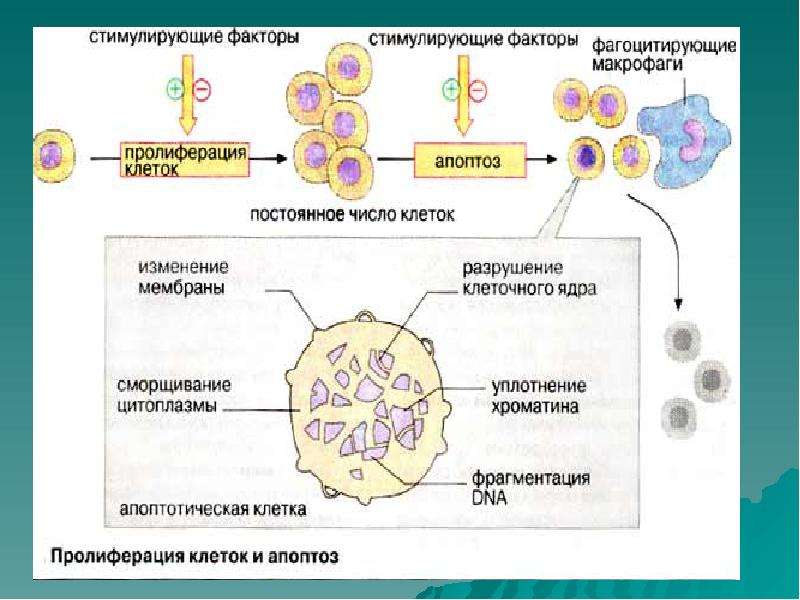 Нарисуйте схему гибели клеток мишеней по механизму апоптоза