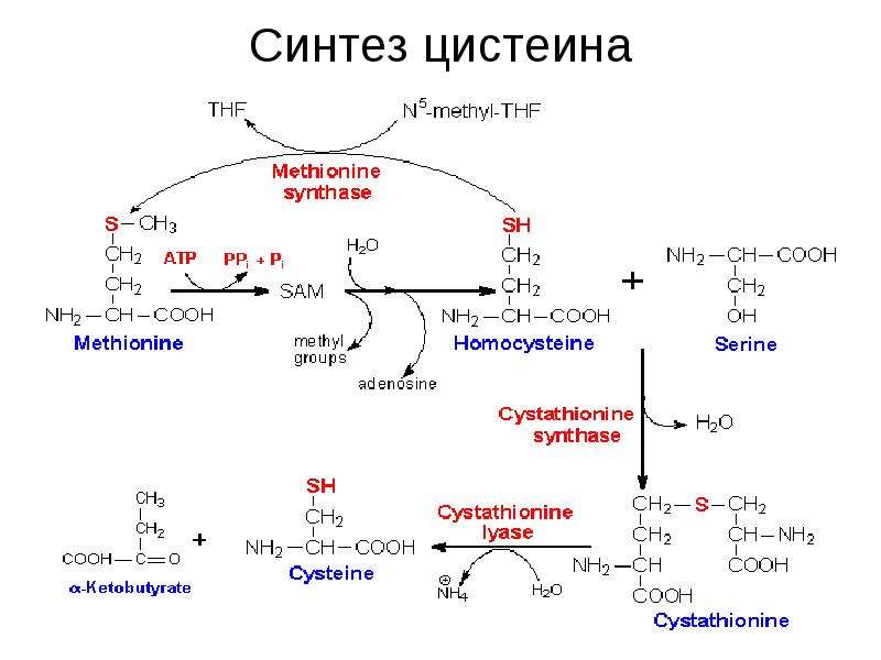 Катаболизм эластина схема