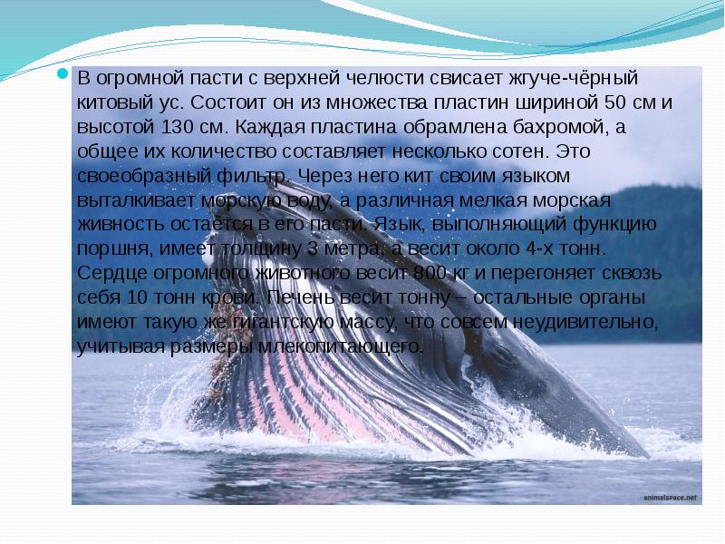 Проект про кита