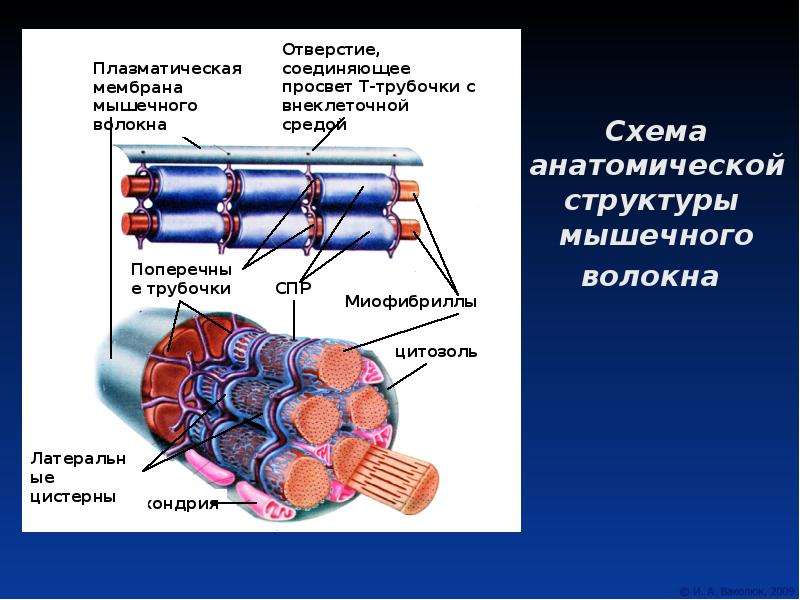 Мышечное волокно это