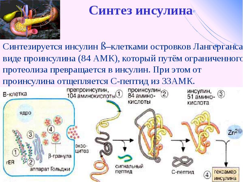 Схема биосинтеза инсулина