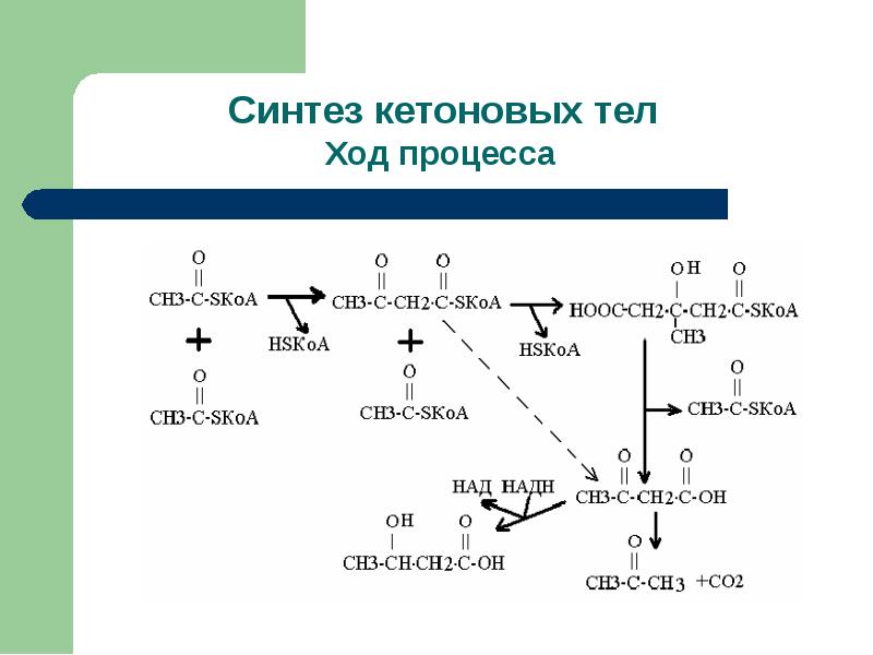 Белки синтезируются в результате реакции. Синтез липидов. Образованию диацилглицерина. Кислота и HSKOA. R ch2 ch2 co SKOA.
