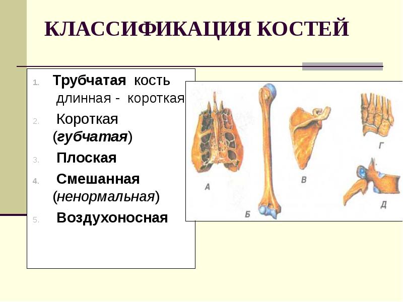 Функции плоских костей. Классификация костей воздухоносные кости. Кости конечностей губчатые трубчатые. Трубчатые пластины губчатые кости. Классификация костей трубчатые губчатые смешанные.